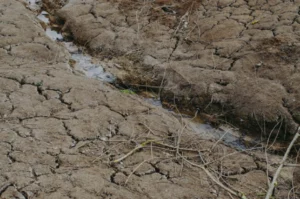 A photo of dried soil because of El Niño for the media analytics report about how covid-19 coverage overshadows El Niño-related disease outbreaks.